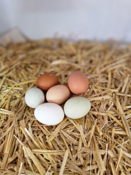 Hühnereier 6 Stück bunt gemischt